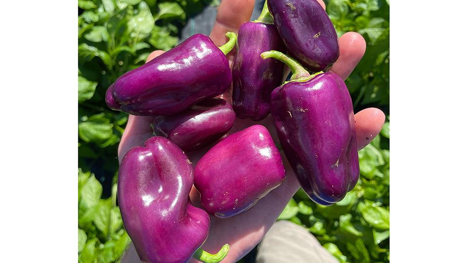 Purple peppers