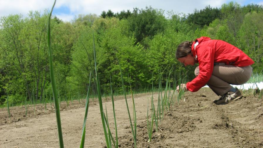 scouting for onion thrips
