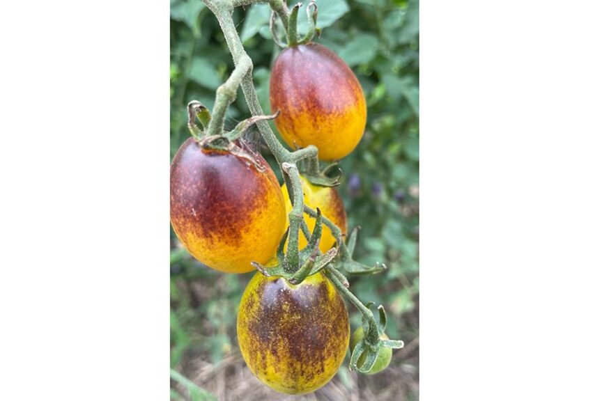 Colorful specialty tomatoes