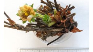 Catching a Drift: Fusarium Wilt Displays Range