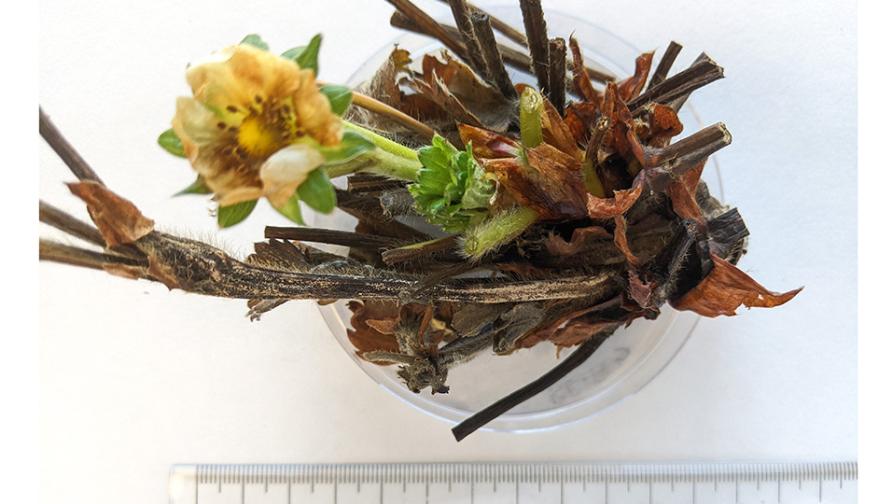 sporodochia from Fusarium on strawberry plants