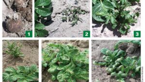 How To Recognize When Herbicides Are Impacting Your Potato Seed Tubers