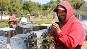 More Food for Thought from the Fruit Tree Nursery Front Lines