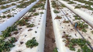 Strawberry Growers Beware: There’s a New Fusarium Strain on the Loose