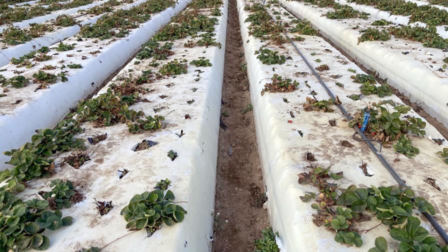 Fusarium race 2 infected strawberry field