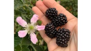 Big Changes on the Horizon for the Blackberry Market