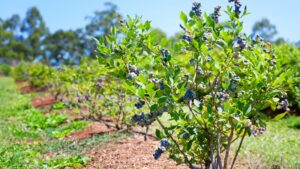 Shocking Research: Electric Weed Control Fruitful in Various Berry Crops