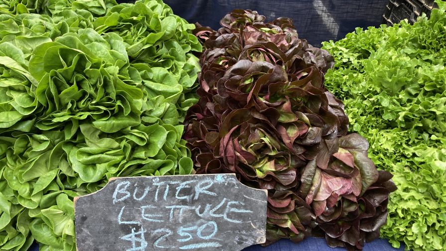 North Carolina Farmer Shares Her 5 Favorite Lettuce Varieties To Grow