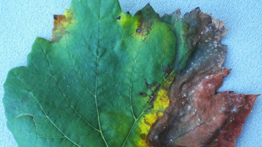 Scientific Breakthrough Could Be a Game Changer in Fight Against Grapevine Disease