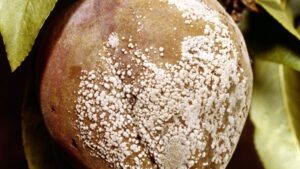 Take Control Now of Brown Rot In Stone Fruit Crops