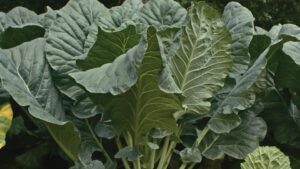 Cash Crop (Takii & Company, Ltd., Stokes Seeds Inc.)