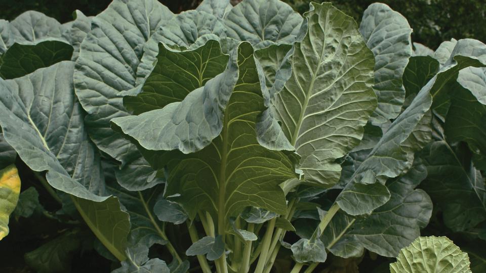 Cash Crop (Takii & Company, Ltd., Stokes Seeds Inc.)
