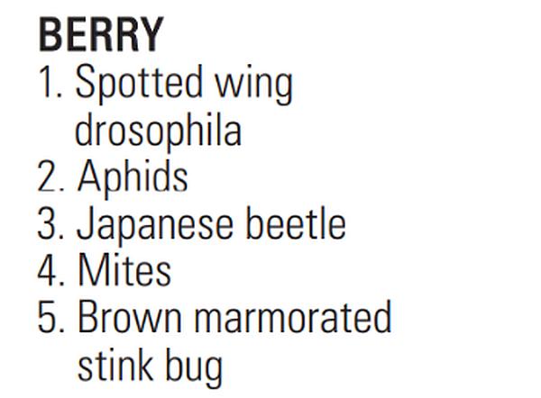 Insects