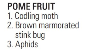 Insects