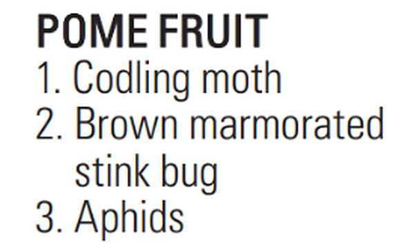 Insects
