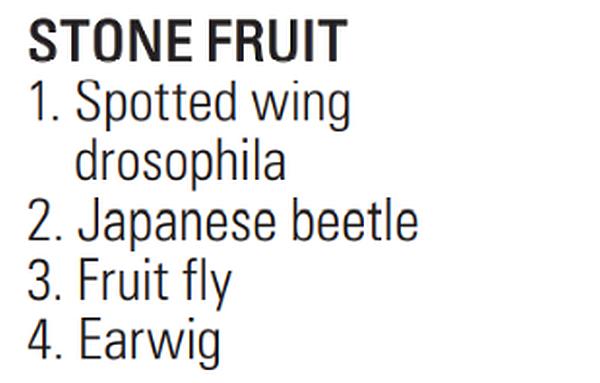 Insects