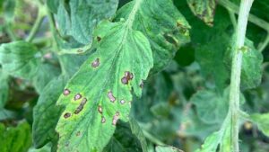A New Bacterial Spot Strain Is a Headache for Tomato Growers