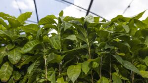 Perking up! New Progress Brews Around Growing Coffee in Florida