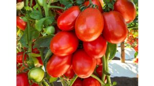 What To Know About New Leadership Changes at Sakata Seed America
