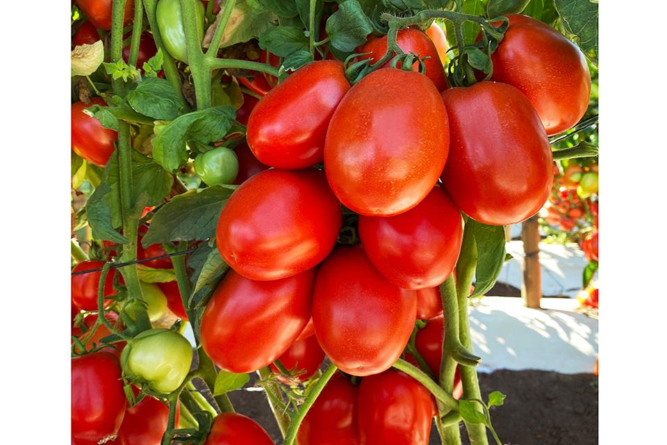 What To Know About New Leadership Changes at Sakata Seed America