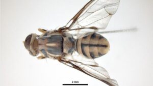 Ta Ta for Now, Tau Fruit Fly! Exotic Pest Wiped Out in Los Angeles County