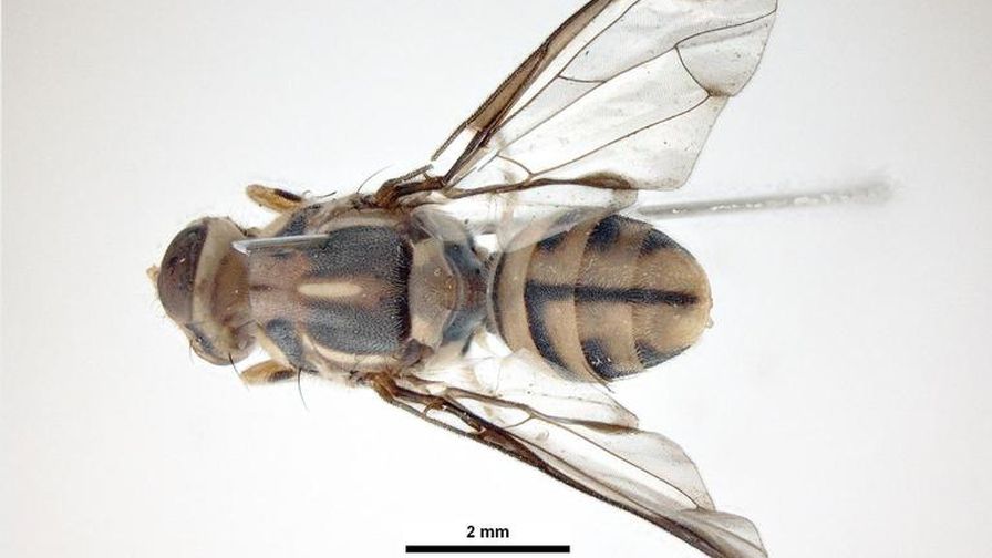 September: Quarantine Zone Expands in Southern California for More Exotic Fruit Fly Finds