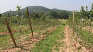 North Carolina Apple Growers Look Ahead After Hurricane Helene