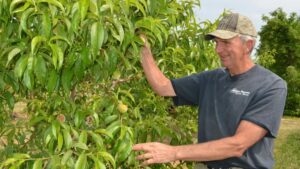 Good Save: Peach Growers in Ohio Work Hard To Overcome Adversity