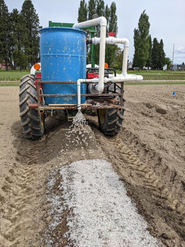 Hydromulch application in strawberry plot