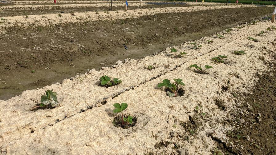 Study Shows Hydromulch Is Promising for Berry Crops