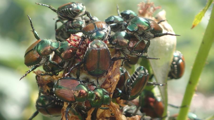 Study: Japanese Beetle Spread Is Likely Across Washington State Within 2 Decades
