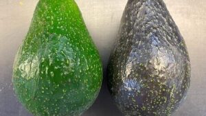 Researchers Looking for Important Feedback from California Avocado Growers
