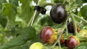 GMO Purple Tomato Looks Good To Grow Now After Getting Green Light
