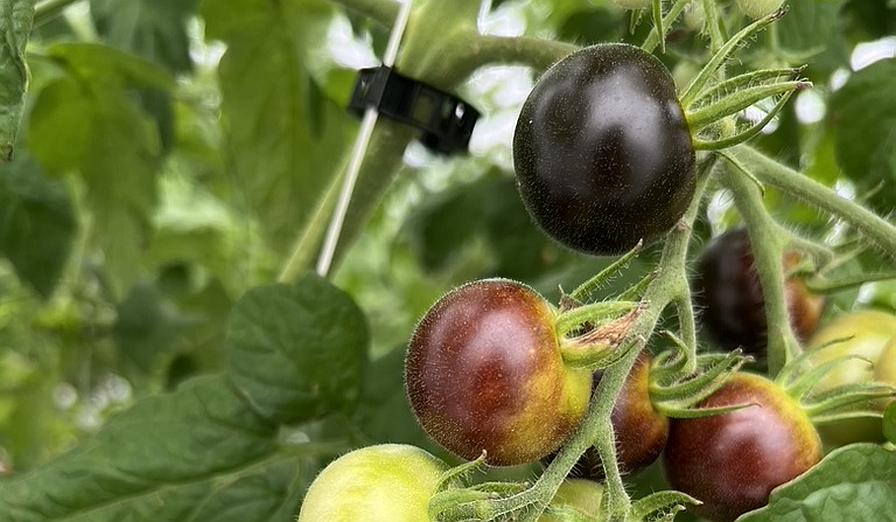 Purple tomatoes on the vine