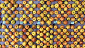 Big Breakthrough When It Comes To Bitter Pit and ‘Honeycrisp’ Apples