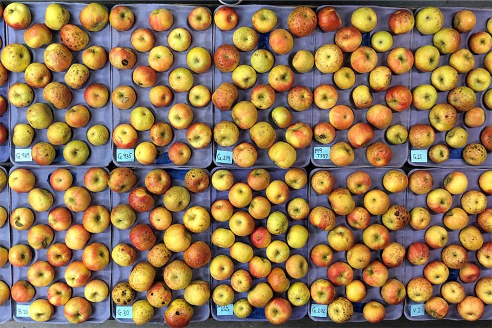 Trial of different rootstocks and their effects on bitter pit in Honeycrisp apples