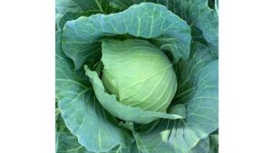 Osceola (Sakata Seed America)