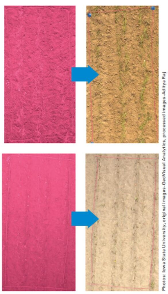 AI algorithm detecting sweet potatoes