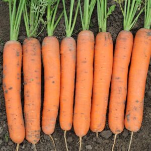 Caravel F1 (llinois Foundation Seeds, Inc., Johnny's Selected Seeds, Stokes Seeds Inc.)