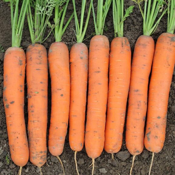 Caravel F1 (llinois Foundation Seeds, Inc., Johnny's Selected Seeds, Stokes Seeds Inc.)