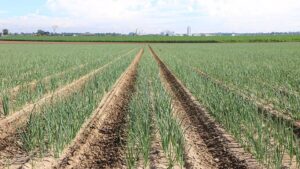 New USDA Initiative To Help Boost Competitiveness of U.S. Produce