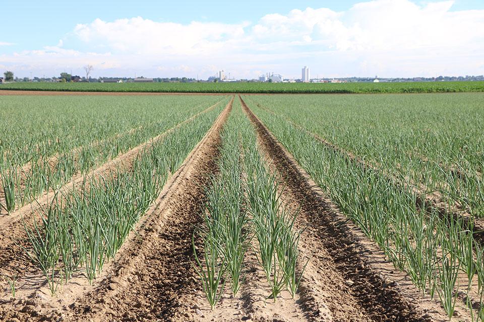 2026 State of the Vegetable Industry Survey Report Snapshots