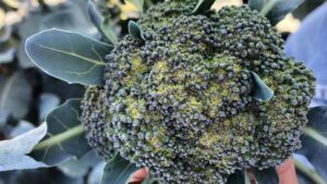 Use Irrigation To Help Protect Cool Vegetable Crops in Heat Waves