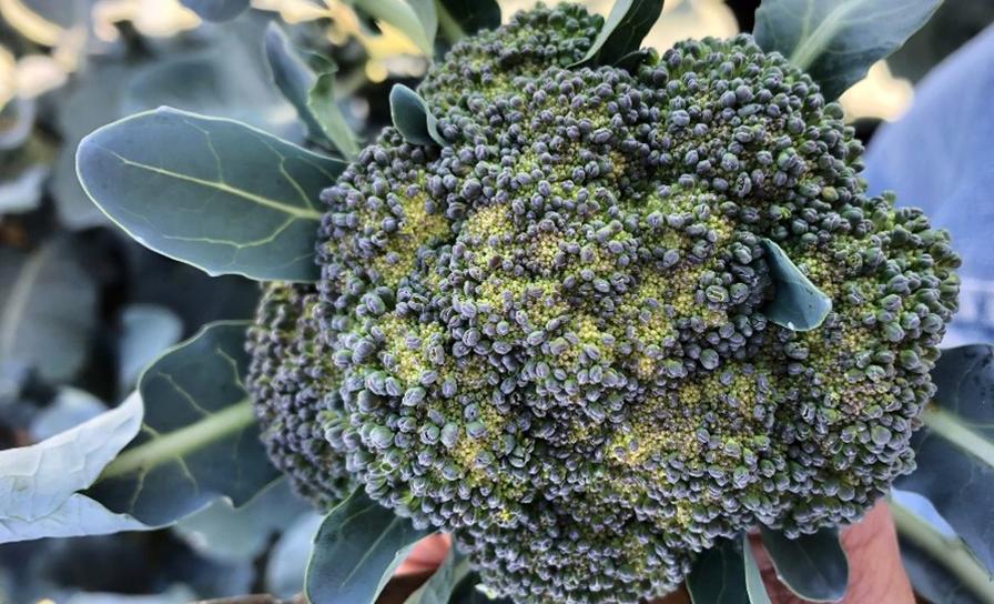 Heat effects on broccoli