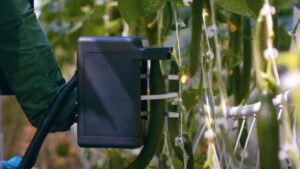 How a Robotic Cucumber Harvester Can Help Save Labor Costs