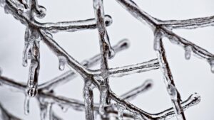 Disaster Designation To Help New York Produce Growers Hit by Late Spring Freeze