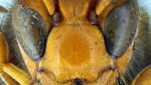 Heads up! Invasive Yellow-Legged Hornet Could Be Big Trouble for Honey Bees