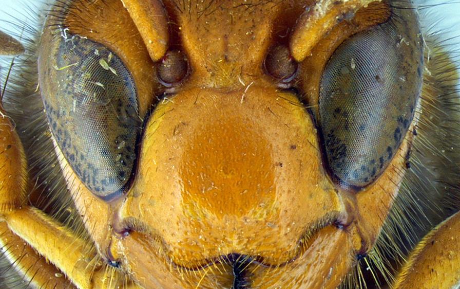 Heads up! Invasive Yellow-Legged Hornet Could Be Big Trouble for Honey Bees