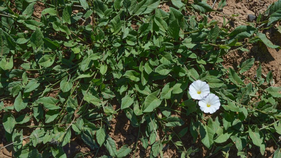 Field bindweed runs rampant in tomato planting