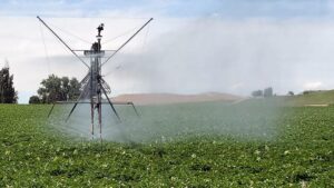 Protect Your Potato Crops During Heat Waves